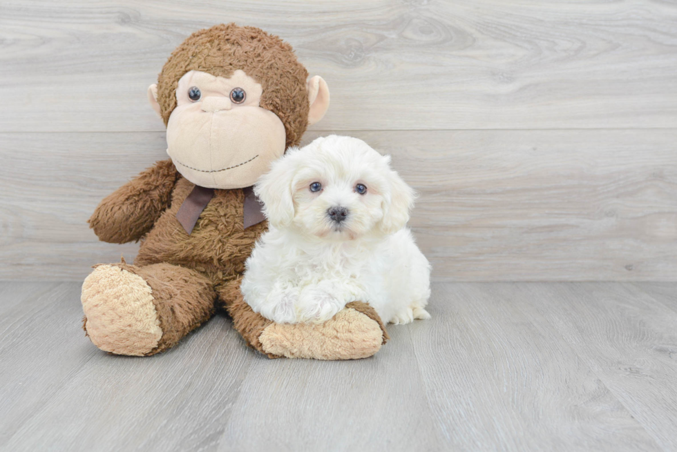 Maltipoo Puppy for Adoption