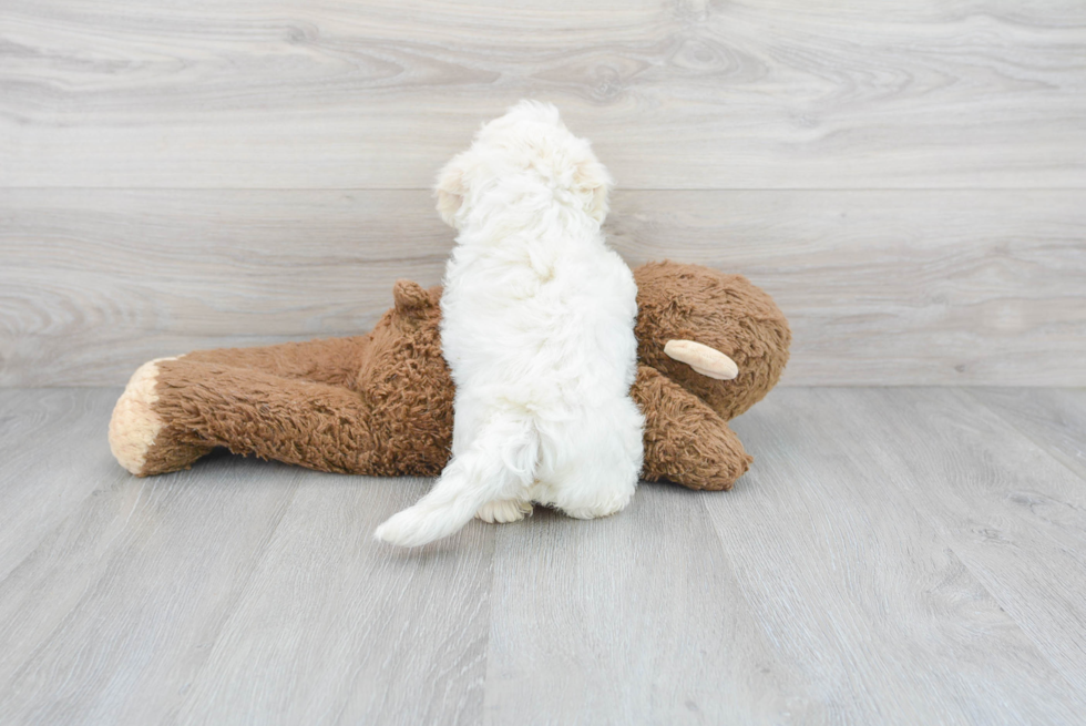 Friendly Maltipoo Baby