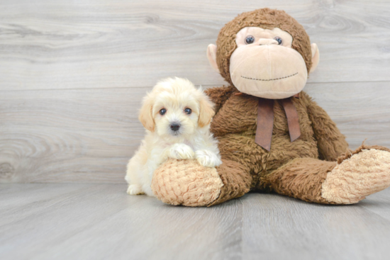 Maltipoo Puppy for Adoption