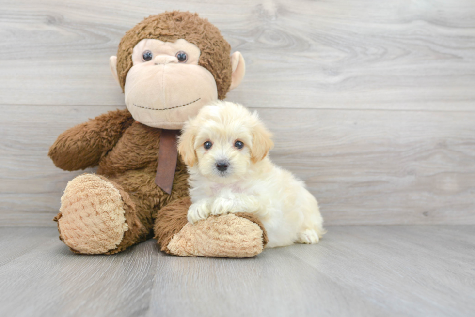 Best Maltipoo Baby