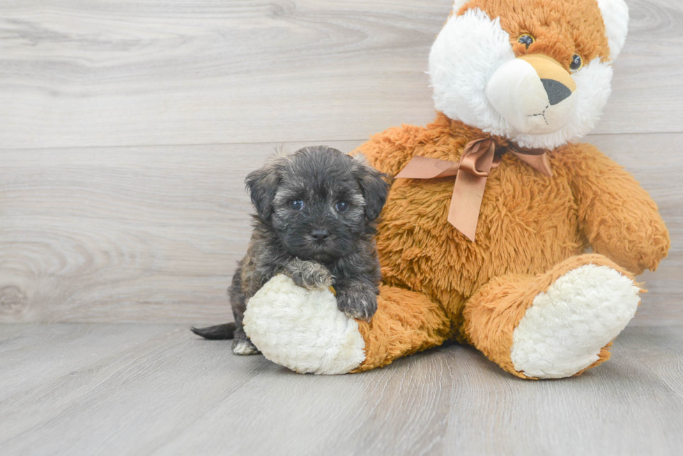 Maltipoo Puppy for Adoption