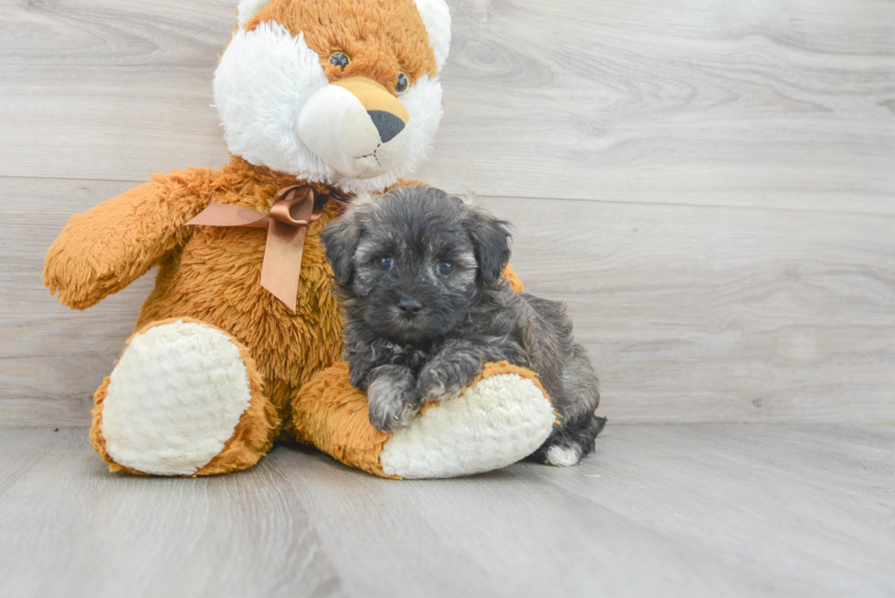 Smart Maltipoo Poodle Mix Pup