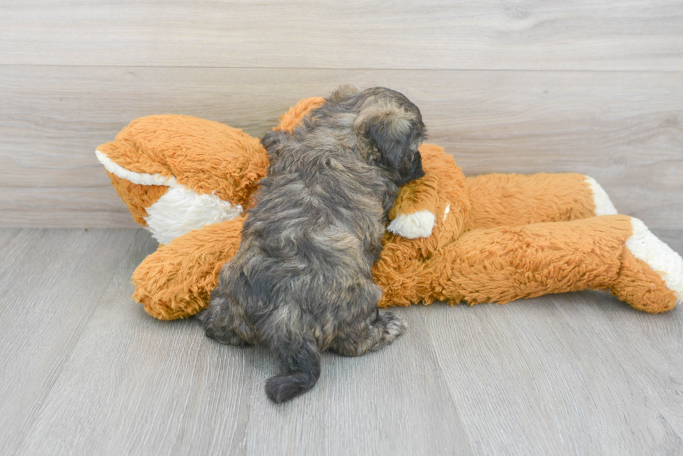 Maltipoo Pup Being Cute