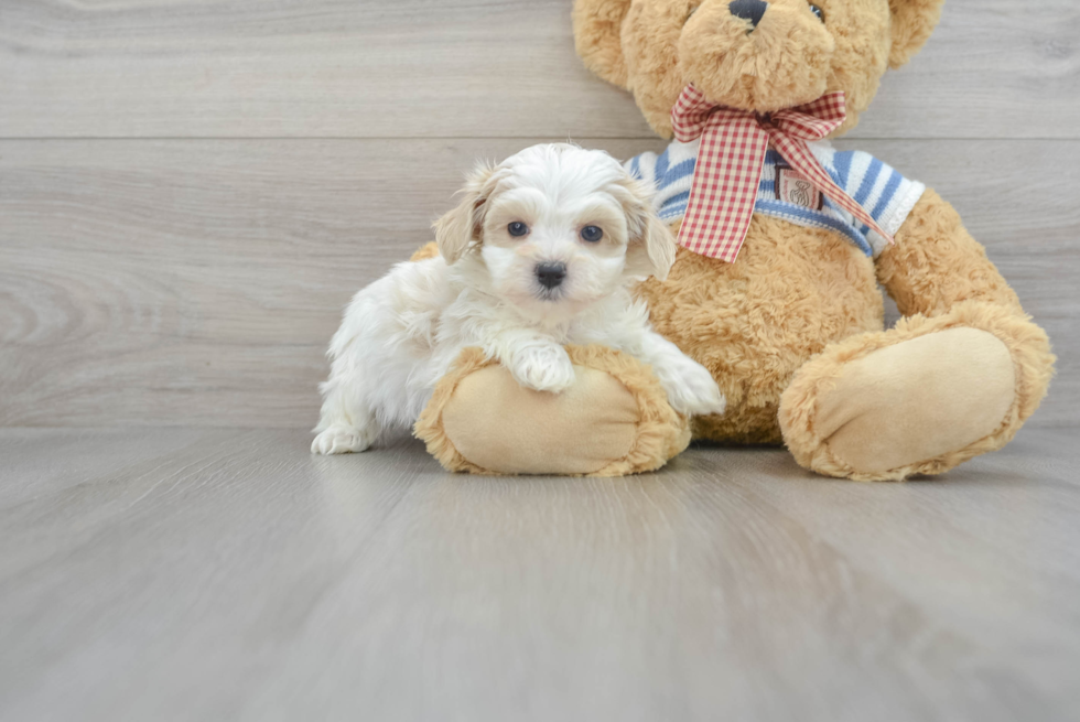 Happy Maltipoo Baby