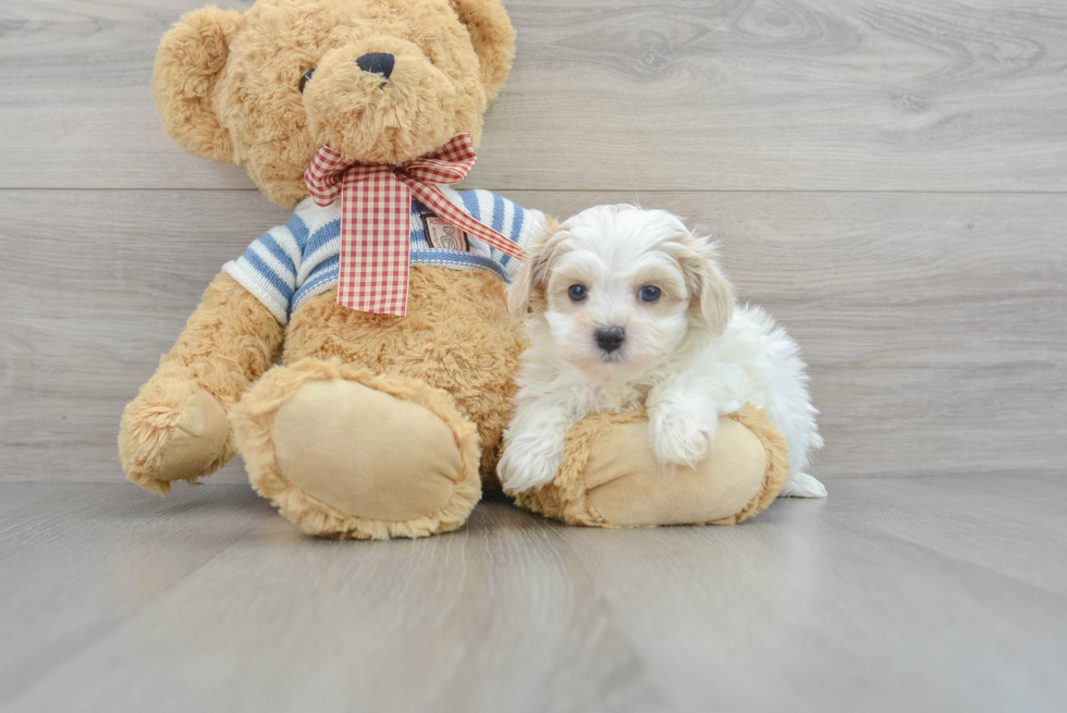 Cute Maltipoo Baby