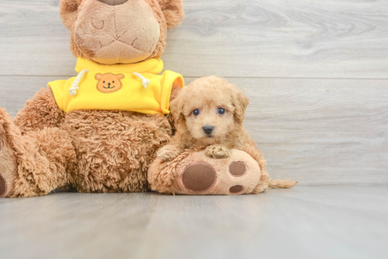 Hypoallergenic Maltepoo Poodle Mix Puppy