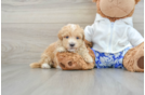 Maltipoo Pup Being Cute