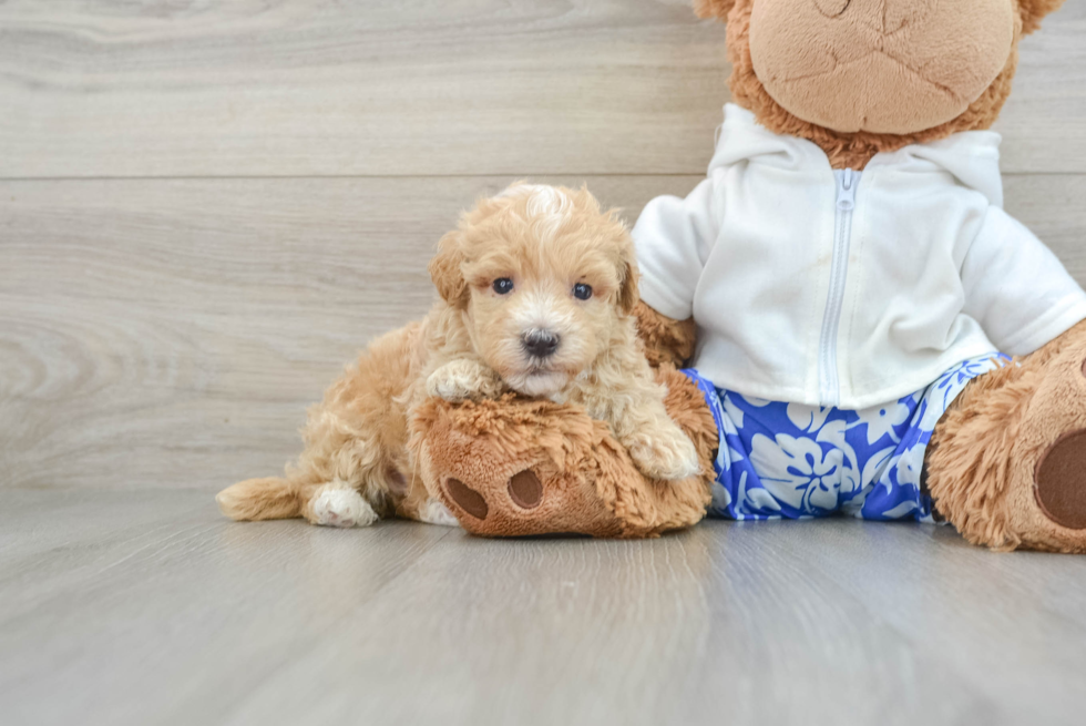 Maltipoo Pup Being Cute