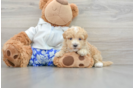 Friendly Maltipoo Baby