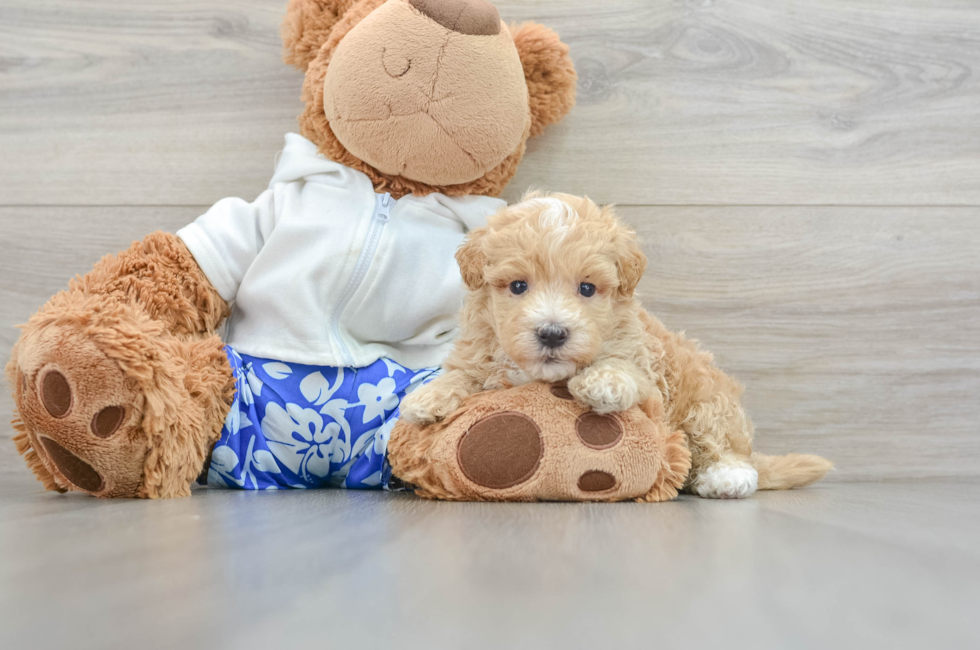 5 week old Maltipoo Puppy For Sale - Premier Pups