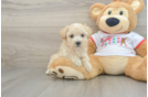 Maltipoo Puppy for Adoption