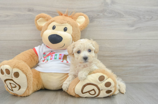 Adorable Maltepoo Poodle Mix Puppy