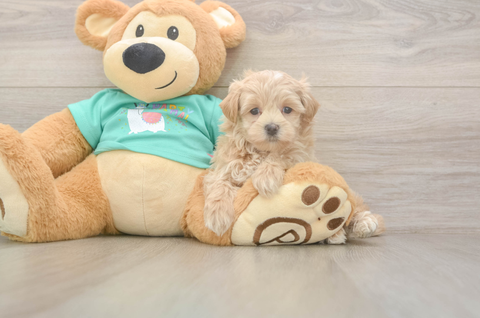 5 week old Maltipoo Puppy For Sale - Premier Pups