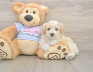 8 week old Maltipoo Puppy For Sale - Premier Pups
