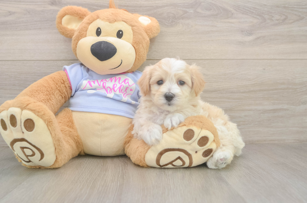 5 week old Maltipoo Puppy For Sale - Premier Pups