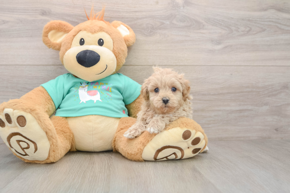 Maltipoo Pup Being Cute
