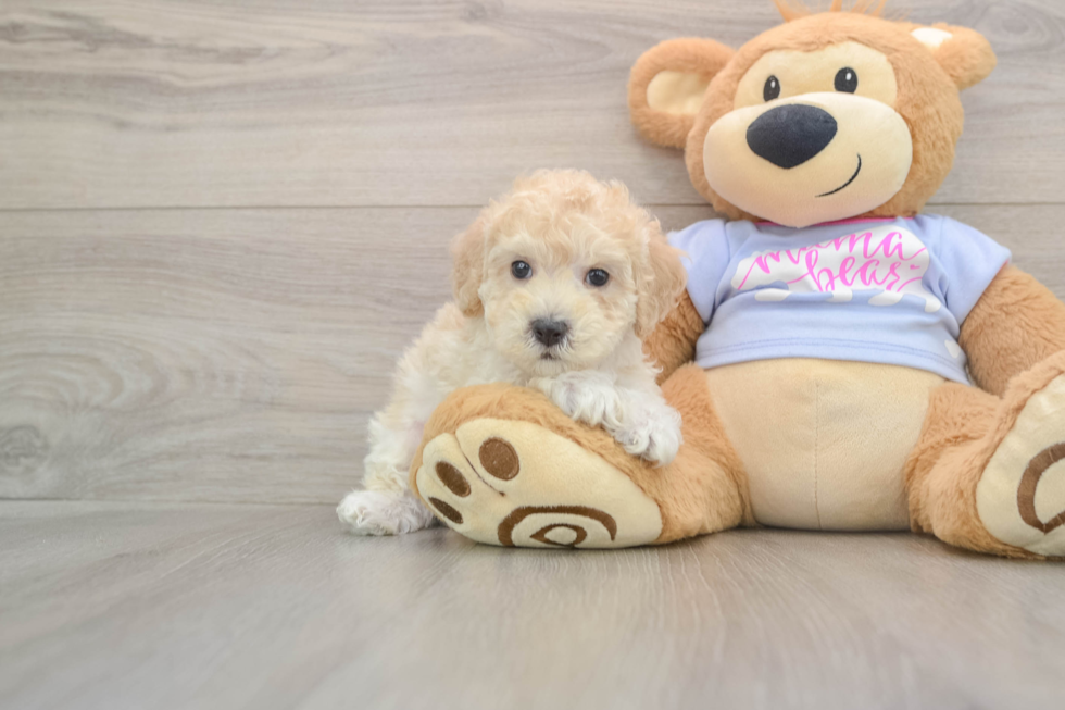 Maltipoo Pup Being Cute