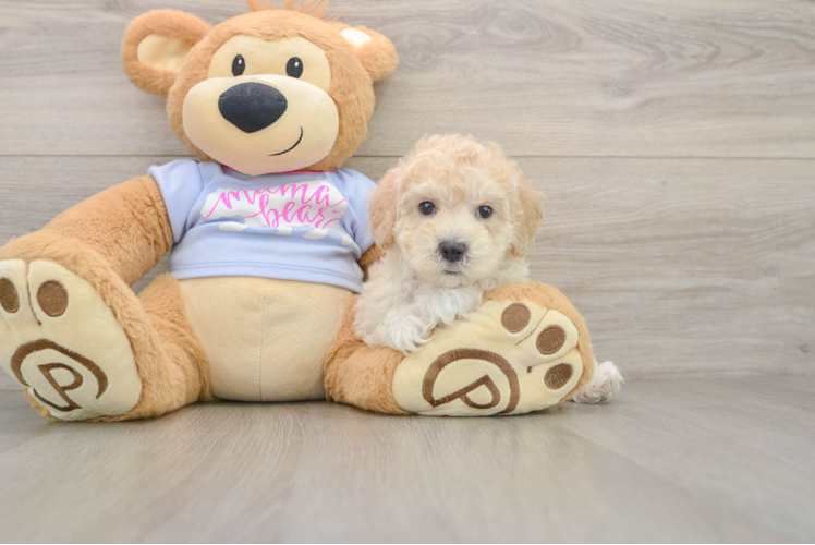 Best Maltipoo Baby