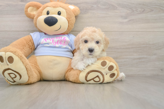 Best Maltipoo Baby