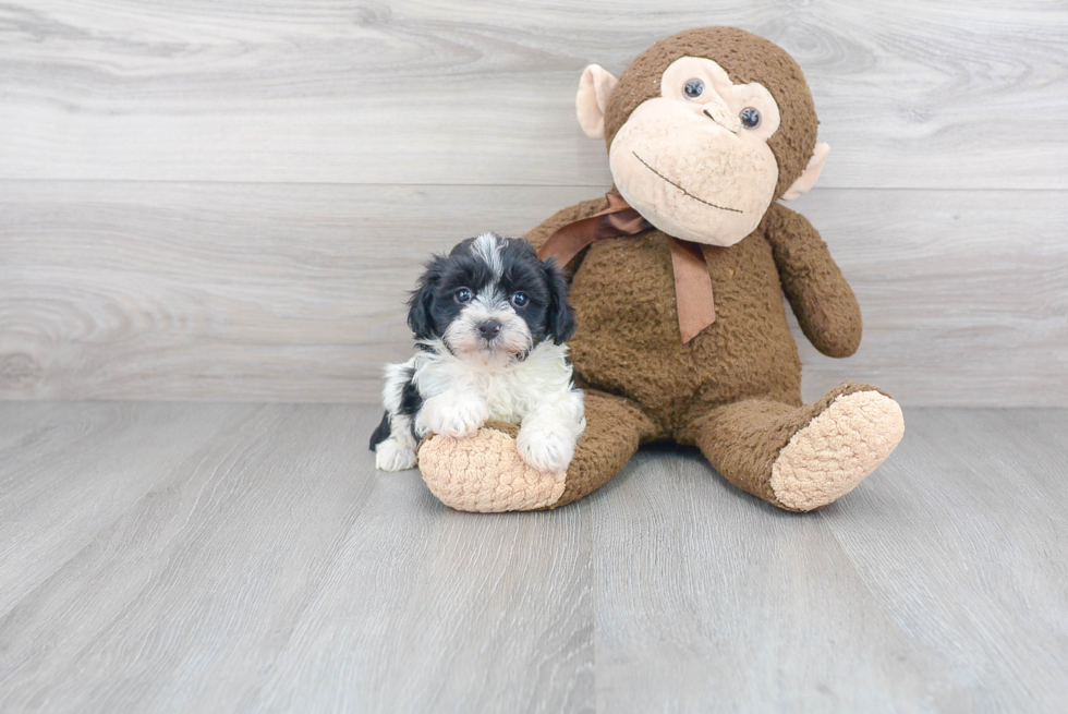 Energetic Maltese Poodle Poodle Mix Puppy