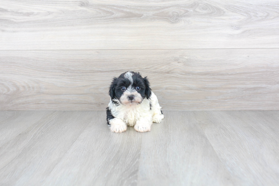 Maltipoo Puppy for Adoption