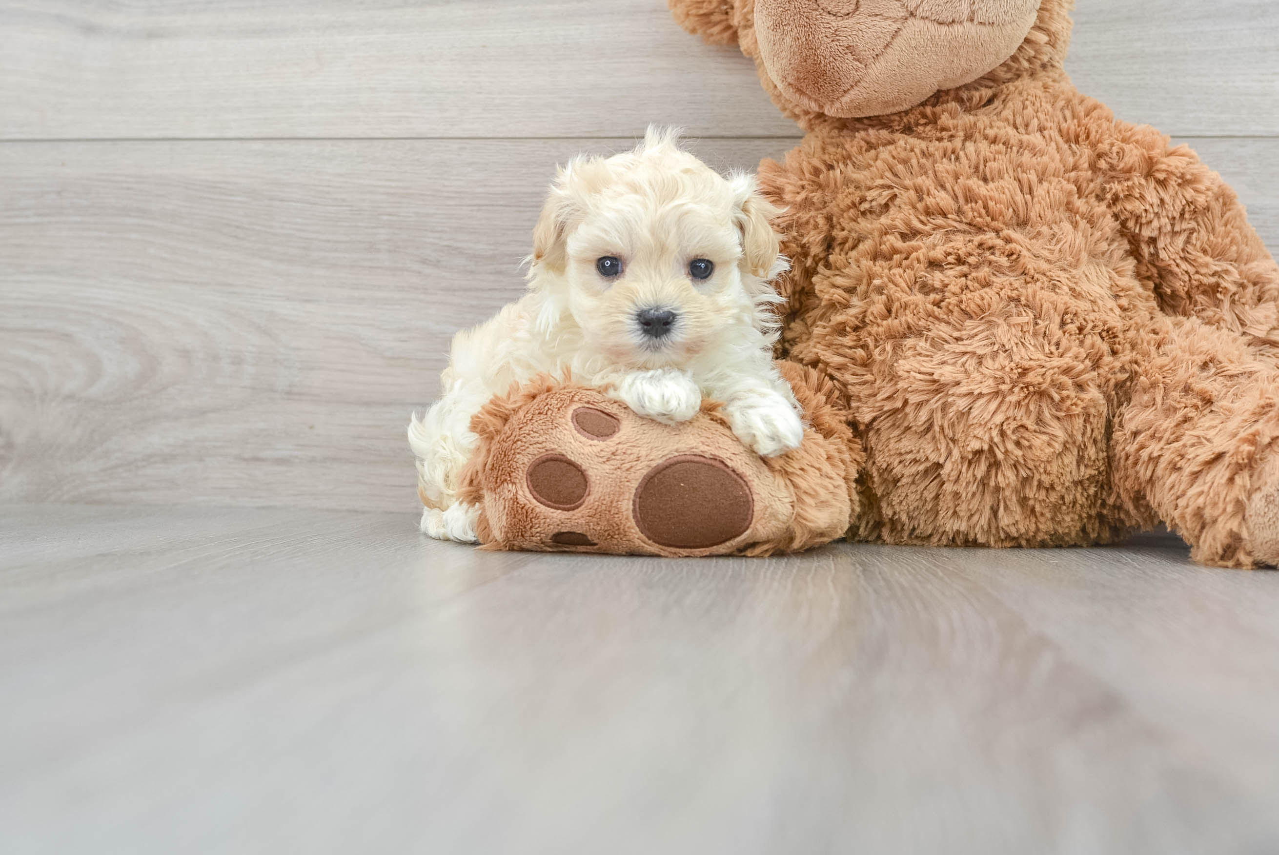 Friendly Maltipoo Baby