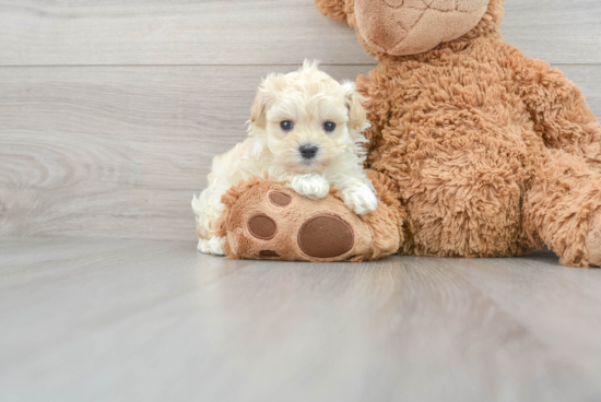 Friendly Maltipoo Baby