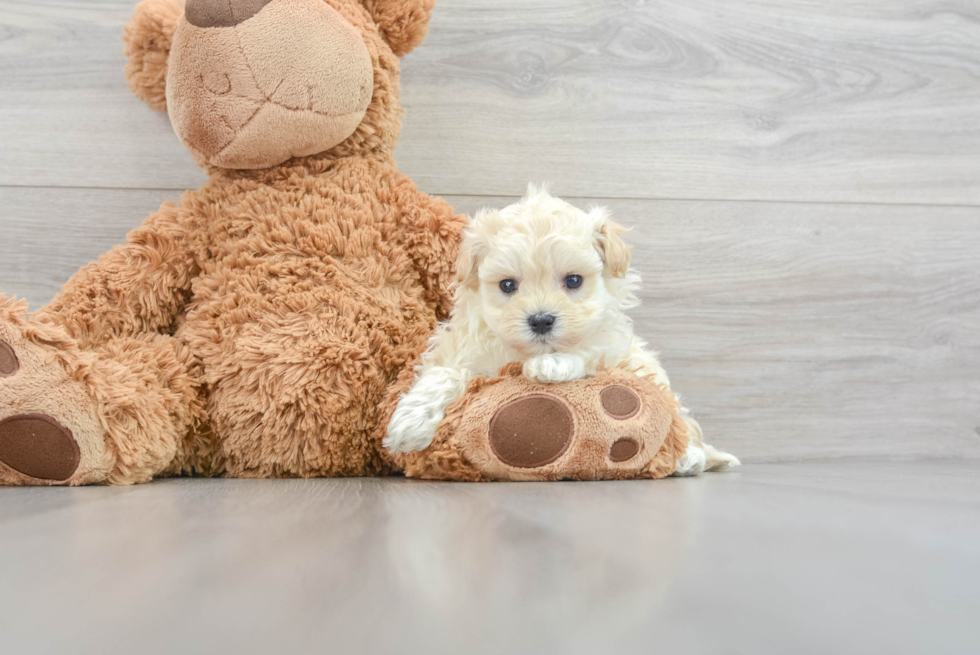 Adorable Maltese Poodle Poodle Mix Puppy