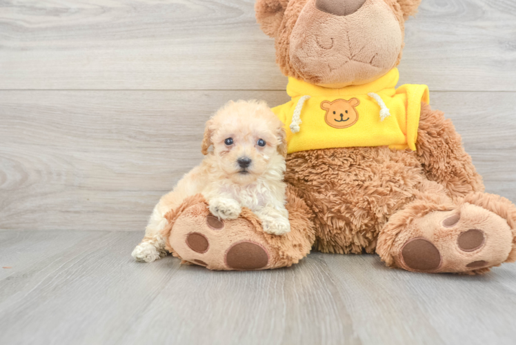 Funny Maltipoo Poodle Mix Pup