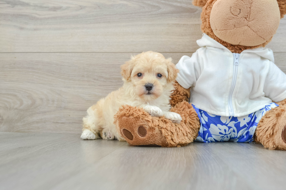 Maltipoo Pup Being Cute