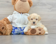 8 week old Maltipoo Puppy For Sale - Premier Pups
