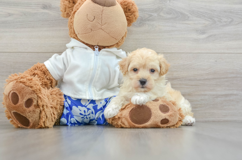 5 week old Maltipoo Puppy For Sale - Premier Pups