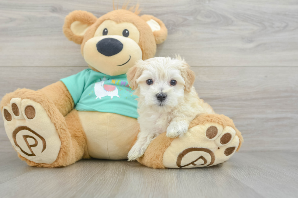 5 week old Maltipoo Puppy For Sale - Premier Pups
