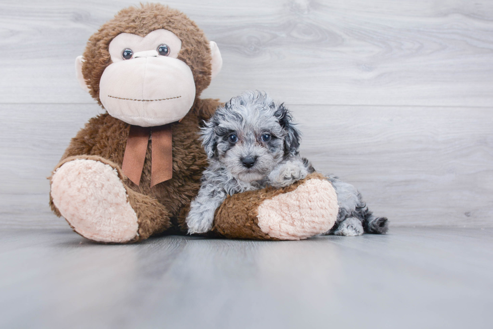 Petite Maltipoo Poodle Mix Pup