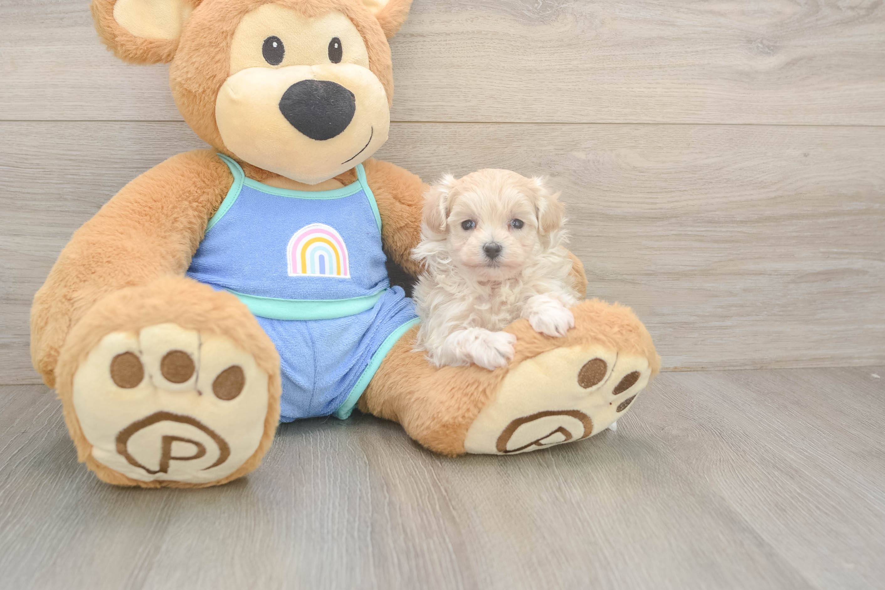 Best Maltipoo Baby