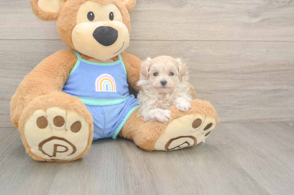 5 week old Maltipoo Puppy For Sale - Premier Pups