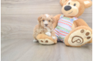 Hypoallergenic Maltepoo Poodle Mix Puppy