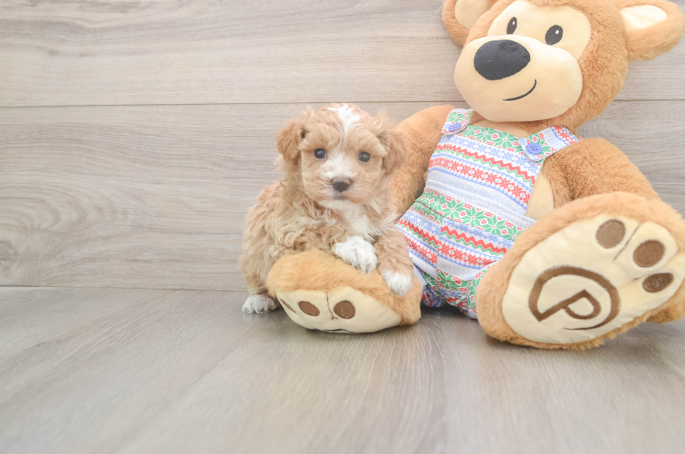 5 week old Maltipoo Puppy For Sale - Premier Pups