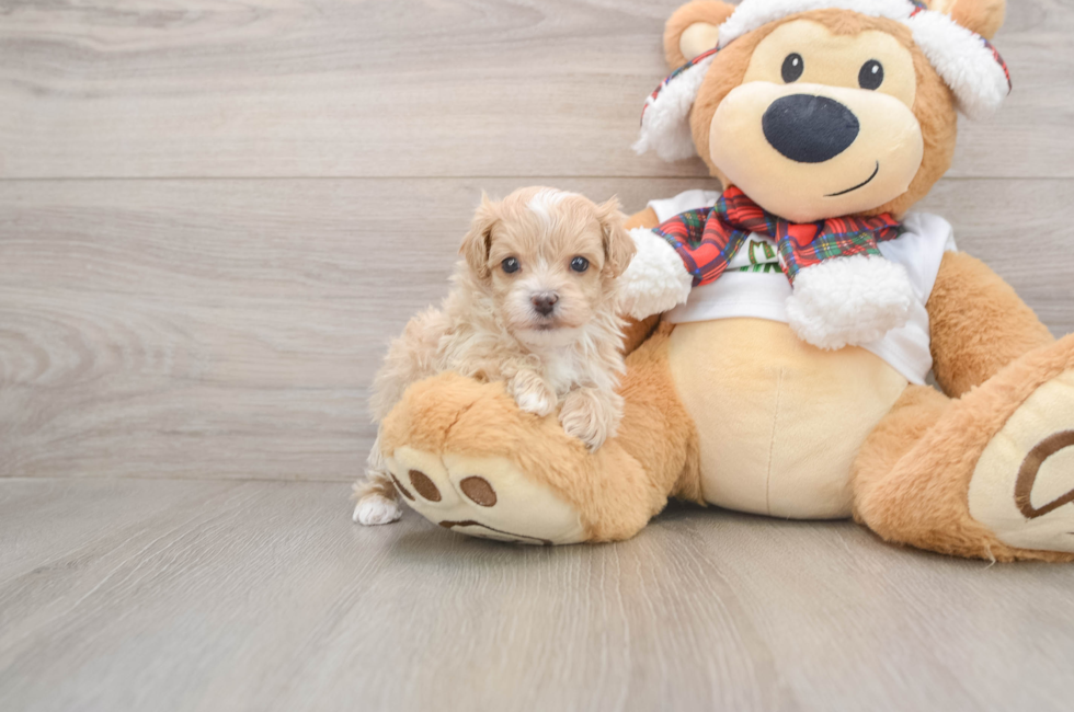 5 week old Maltipoo Puppy For Sale - Premier Pups