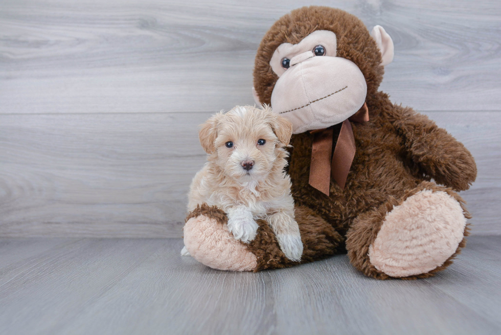 Best Maltipoo Baby