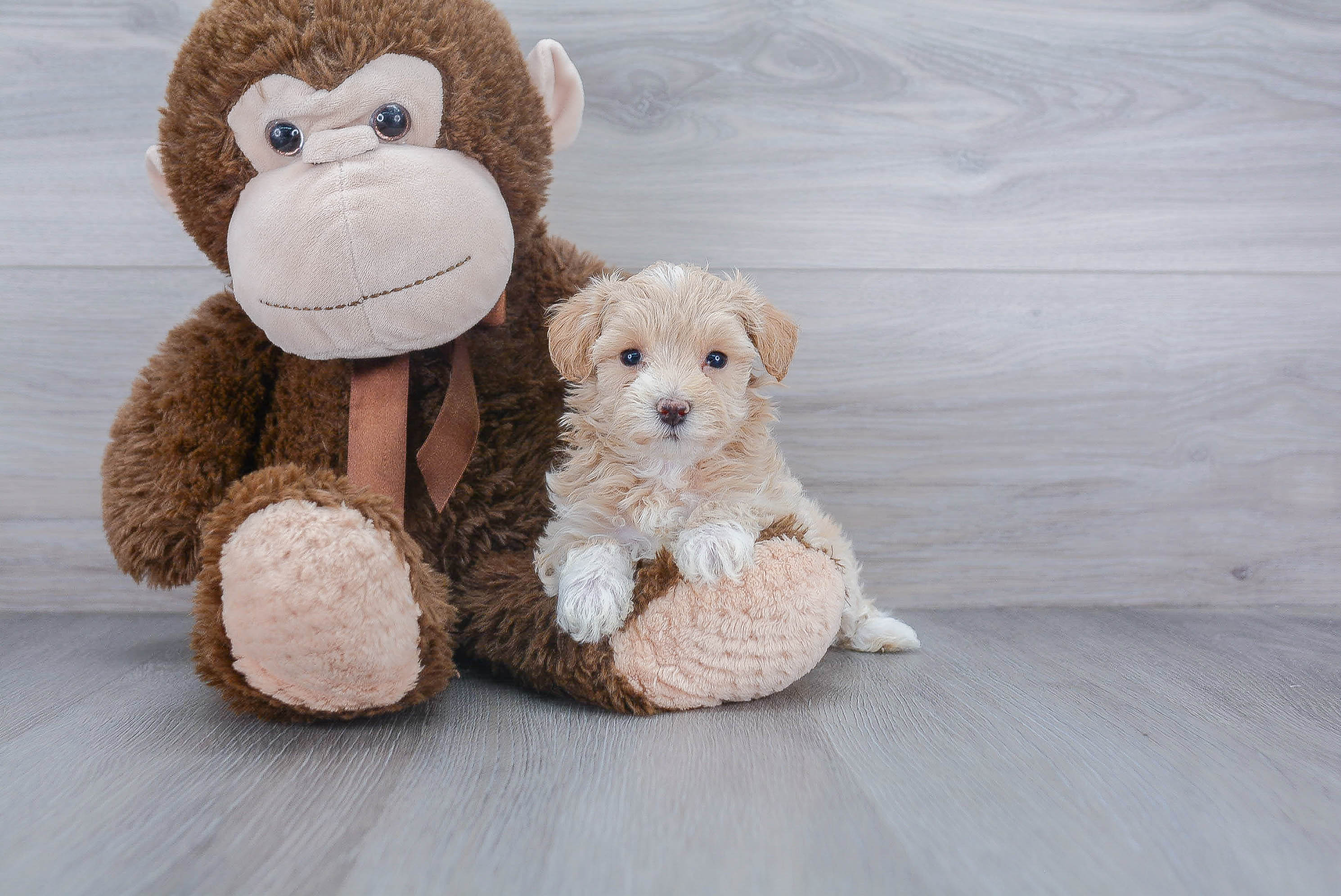 Fluffy Maltipoo Poodle Mix Pup