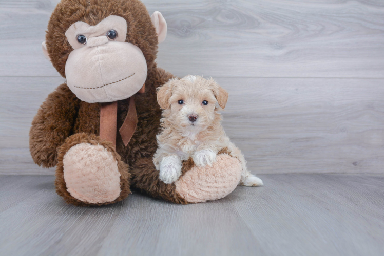 Fluffy Maltipoo Poodle Mix Pup