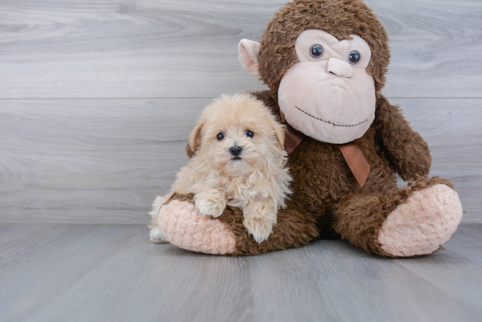 Adorable Maltese Poodle Poodle Mix Puppy