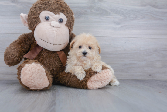 Fluffy Maltipoo Poodle Mix Pup