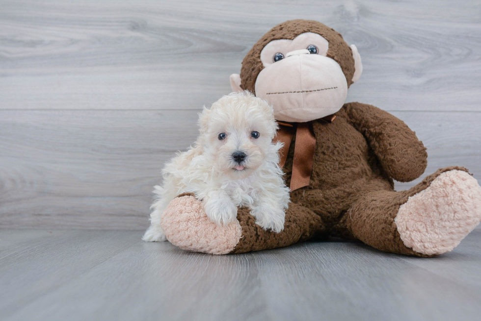 Best Maltipoo Baby