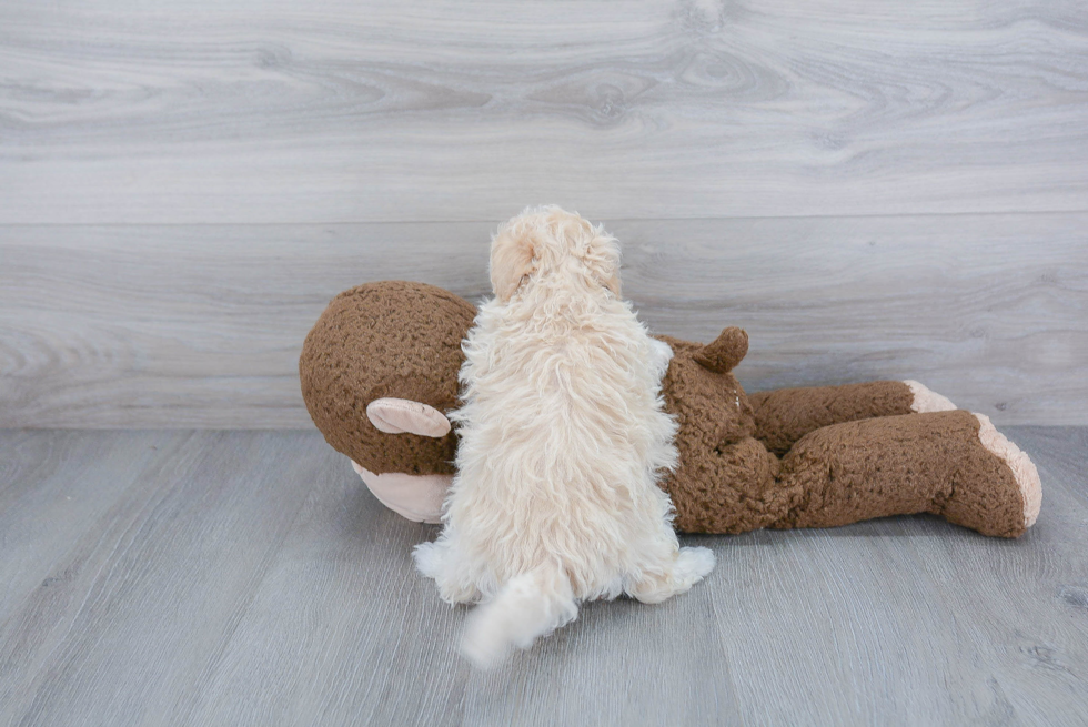 Friendly Maltipoo Baby