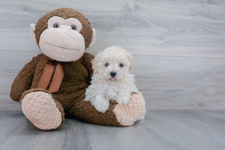 Best Maltipoo Baby