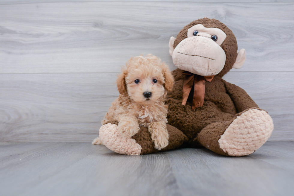 Fluffy Maltipoo Poodle Mix Pup