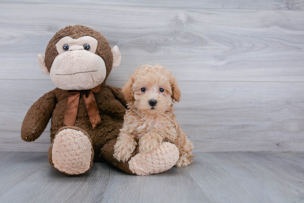 Happy Maltipoo Baby