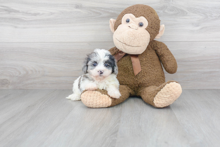 Happy Maltipoo Baby